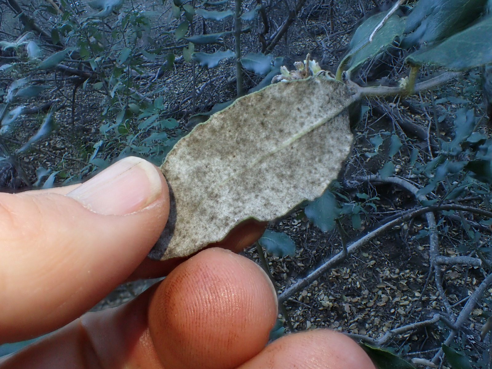 High Resolution Garrya elliptica Leaf